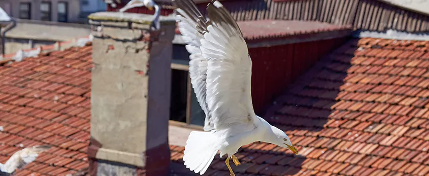 Residential Chimney Animal Removal Solution in Porterville, CA